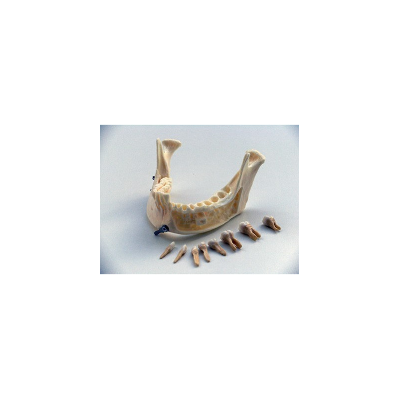 Dental anatomical mandible with extractable teeth