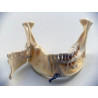Dental anatomical mandible with extractable teeth