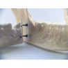 Dental anatomical mandible with extractable teeth