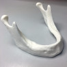 Model of a normal mandible