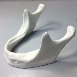 Model of a normal mandible