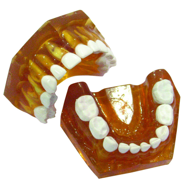 Pedodontic Anatomical Typodont Jaw