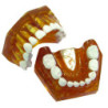Pediatric Anatomical Typodont Jaw replacement Teeth & 51
