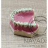 Navadha ZX Maxilla - Upper Typodont  Jaw with Teeth