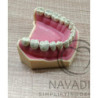 Navadha ZX Mandibular - Lower Typodont Jaw with Teeth