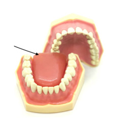 Tongue for Navadha ZX Dental Typodont Jaw