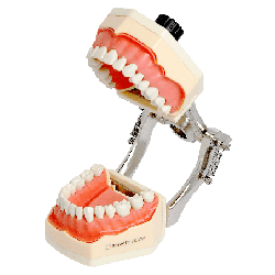 Navadha ZX Typodont Jaw