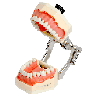 Navadha ZX Typodont Jaw