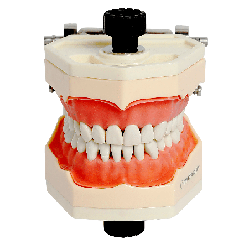Navadha ZX Typodont Jaw