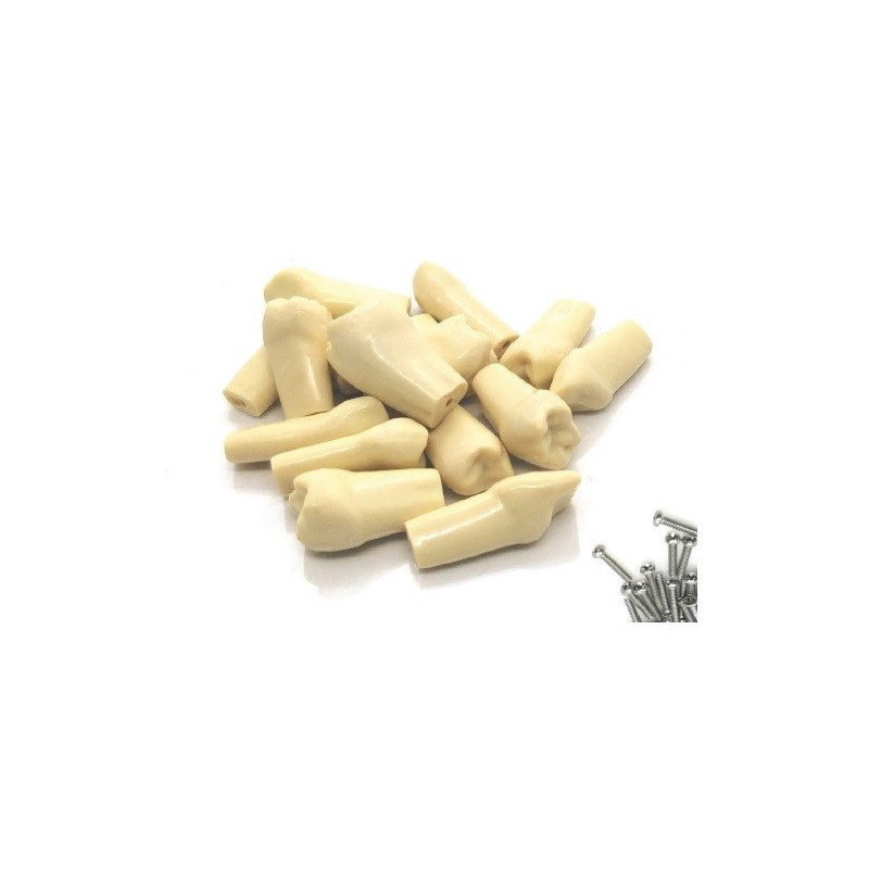 Navadha ZX Typodont Teeth Screws