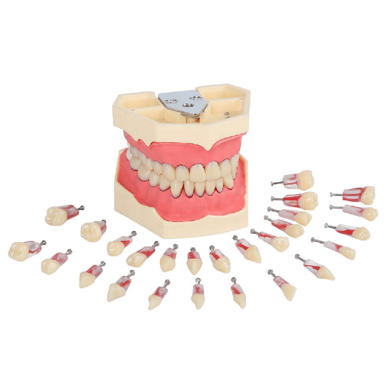 Navadha Endo Typodont Jaw Set & Endodontics Practice Model