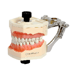 Navadha Endo Typodont Jaw Set & Endodontics Practice Model with Rear Metal Articulator