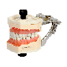 Navadha Endo Typodont Jaw Set & Endodontics Practice Model with Rear Metal Articulator