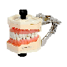 Navadha Endo Typodont Jaw Set & Endodontics Practice Model