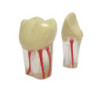 Navadha Endo Typodont Jaw Set & Endodontics Practice Model