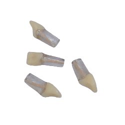 Replacement Teeth for Navadha Endo jaw & #11