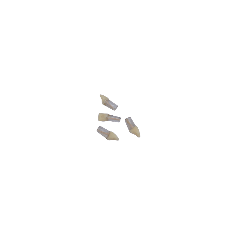Replacement Teeth for Navadha Endo jaw & #11