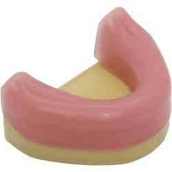 Dental Mandible with Gingiva for Implant Training & Mandible with Gingiva