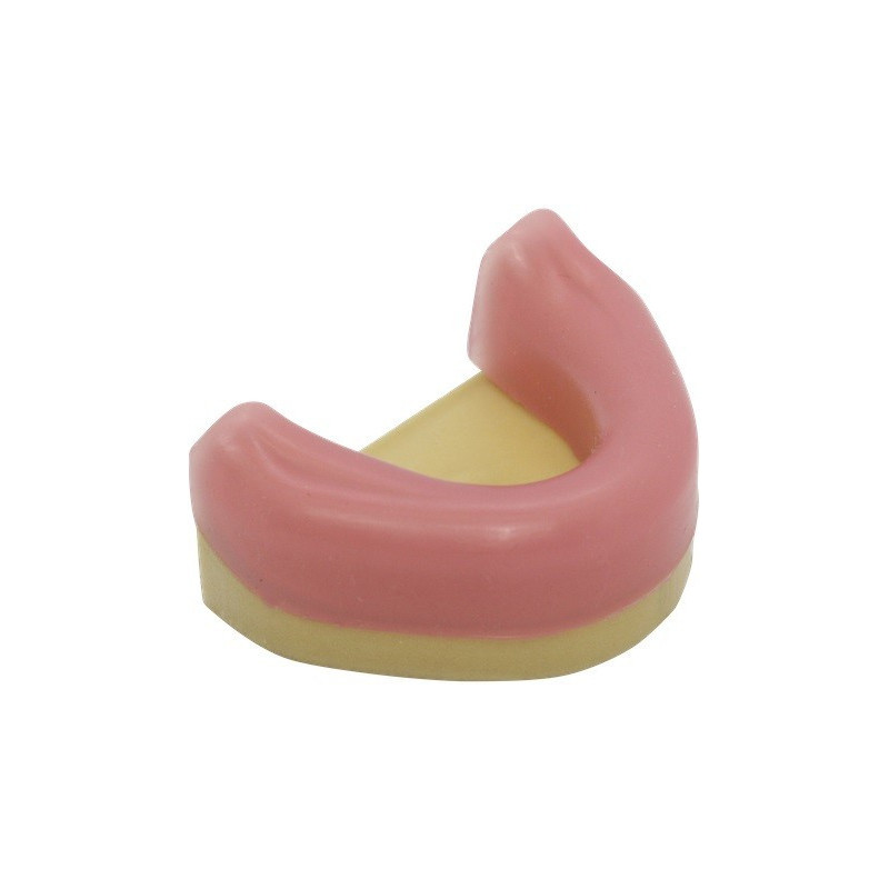Dental Mandible with Gingiva for Implant Training & Mandible with Gingiva