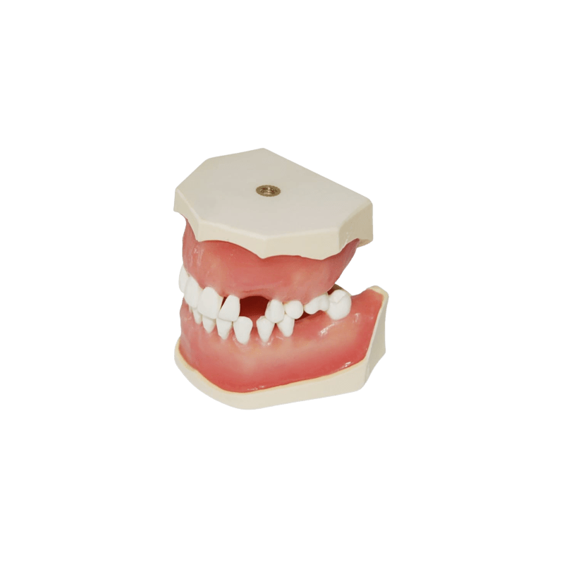 Dental Typodont Jaw / Model for Surgery Practice & Model for Surgery