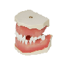 Dental Typodont Jaw / Model for Surgery Practice & Model for Surgery