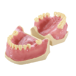 Dental Typodont Jaw / Model for Surgery Practice & Model for Surgery