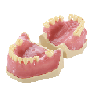 Dental Typodont Jaw / Model for Surgery Practice & Model for Surgery
