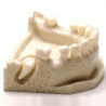 Dental Typodont Jaw / Model for Surgery Practice & Model for Surgery