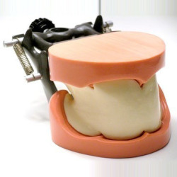 Dental Model of jaw and mandible & Model of jaw and mandible