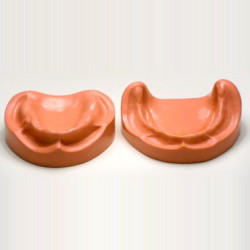Dental Model of jaw and mandible & Model of jaw and mandible