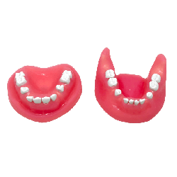 Impacted tooth Extraction Surgery Dental Jaw Model Upper and Lower set