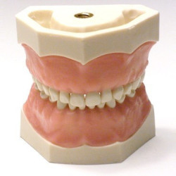 Paediatric Mixed Dentition Typodont Practice Jaw set & Jaw