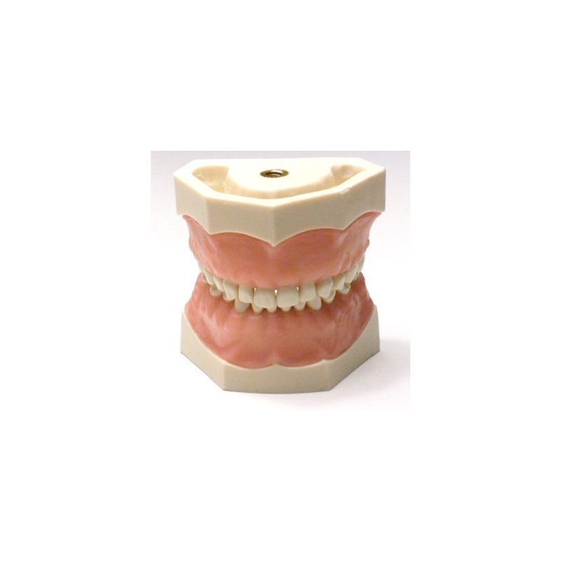 Paediatric Mixed Dentition Typodont Practice Jaw set & Jaw