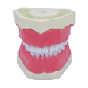 Paediatric Mixed Dentition Typodont Practice Jaw set & Jaw
