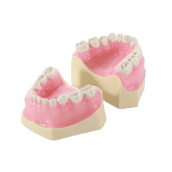 Paediatric Mixed Dentition Typodont Practice Jaw set & Jaw