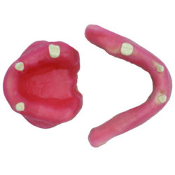 Mandible & Maxilla with Soft Gums for Implant Training & U+L Models with gums