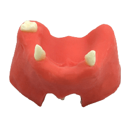 Mandible & Maxilla with Soft Gums for Implant Training & U+L Models with gums