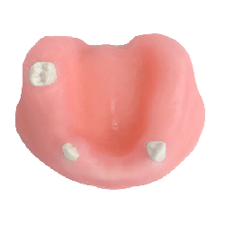 Mandible & Maxilla with Soft Gums for Implant Training & U+L Models with gums