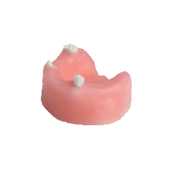 Mandible & Maxilla with Soft Gums for Implant Training & U+L Models with gums