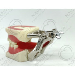 Orthodontic typodont with Ivorine teeth & Orthodontic jaw + Metal articulator for Orthodontic jaw