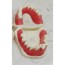 Orthodontic typodont with Ivorine teeth & without any articulator