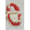 Orthodontic typodont with Ivorine teeth & without any articulator