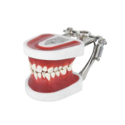 Orthodontic typodont with Ivorine teeth & Orthodontic jaw + Metal articulator for Orthodontic jaw