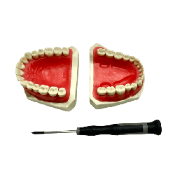 ADC Onedental Soft Gingiva Magnetic Model