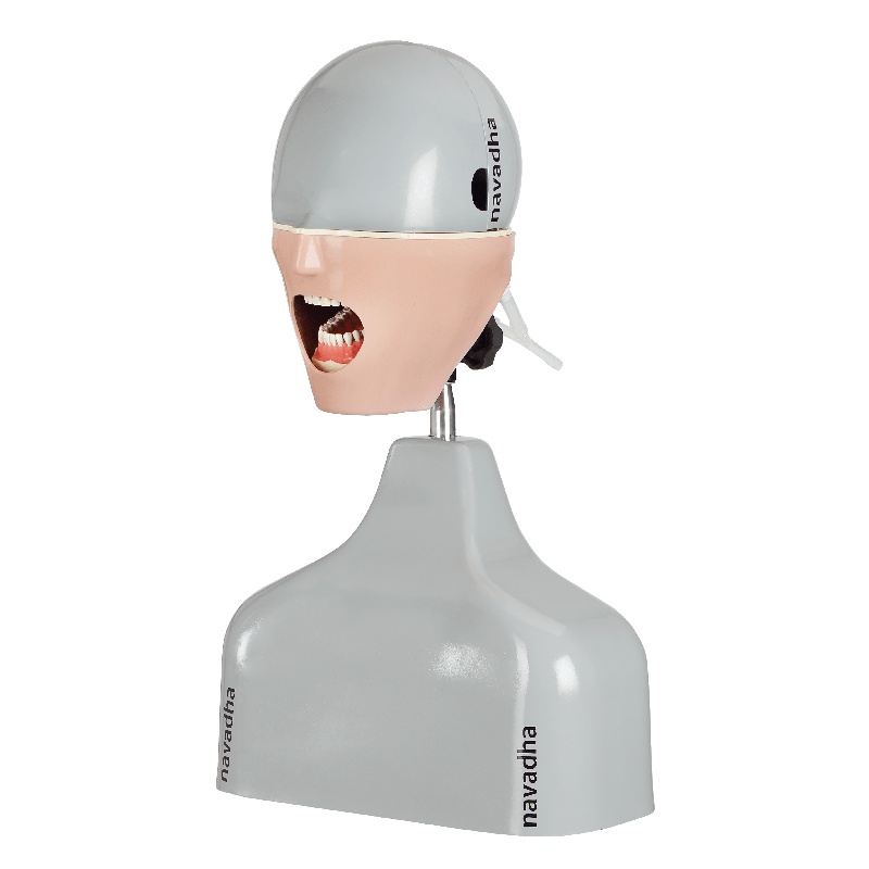 Radiology X-ray training dental manikin with Chair mount Torso