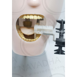 Radiology X-ray training dental manikin with Chair mount Torso