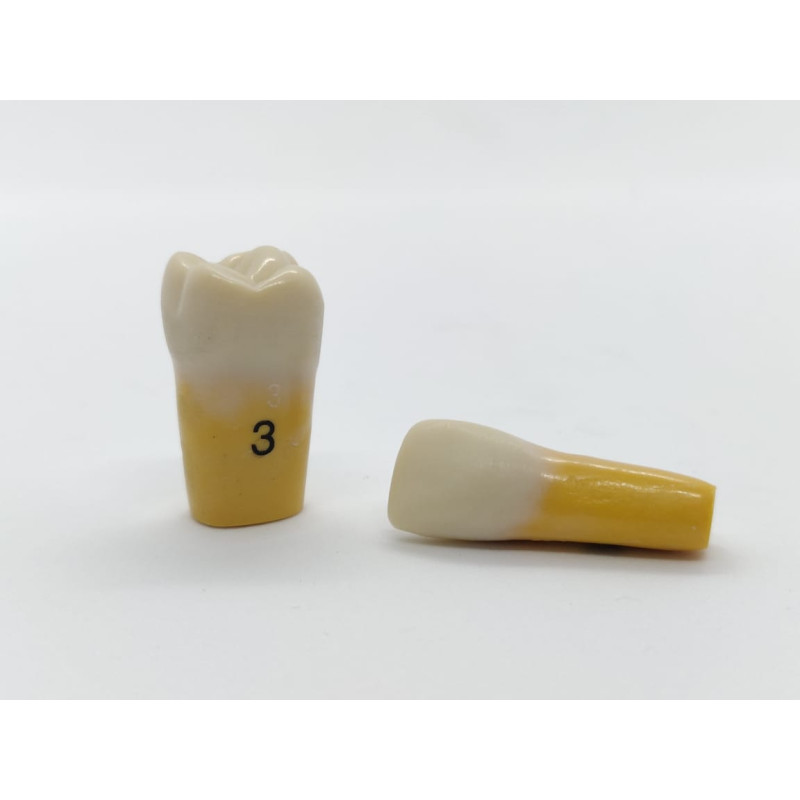 Columbia Dentoform Ivorine Dentine Tooth 860 & #8