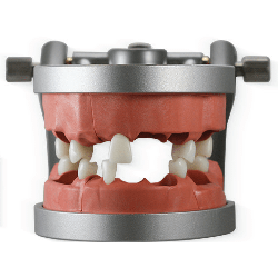 Modupro Endo Typodont (Acadental MP E120 MQR-PC)