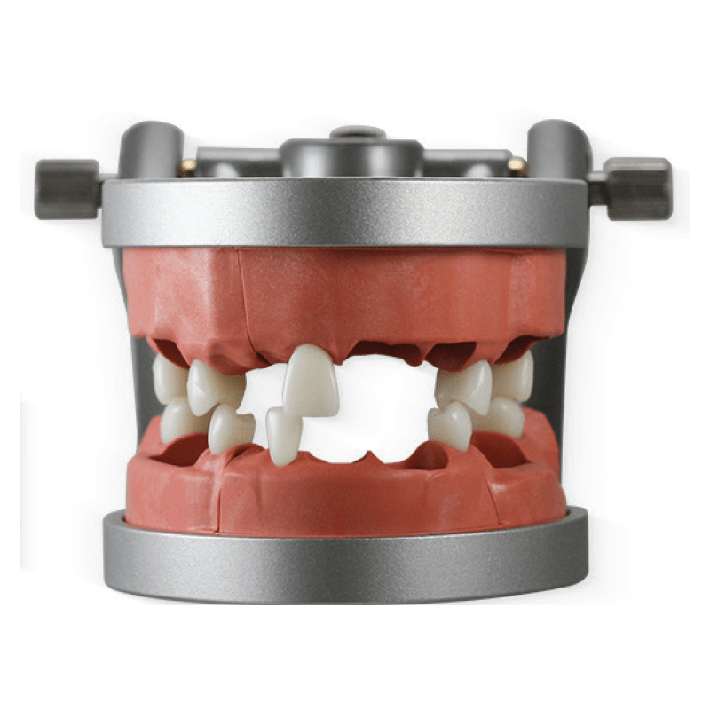 Modupro Endo Typodont (Acadental MP E120 MQR-PC)