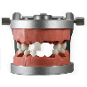 Modupro Endo Typodont (Acadental MP E120 MQR-PC)